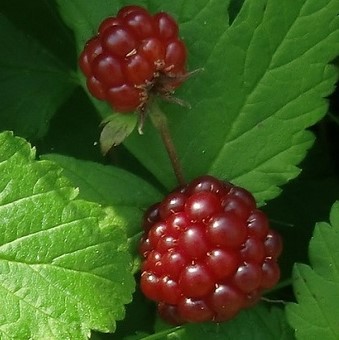 Княженика обыкновенная